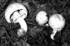 Agaricus silvicola