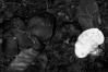 Albatrellus pes-caprae