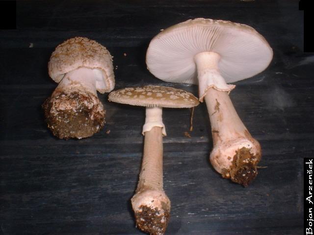 Amanita rubescens