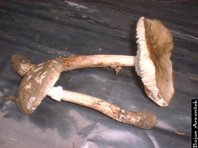 Amanita spissa var. excelsa