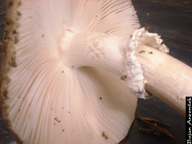 Amanita spissa var. excelsa