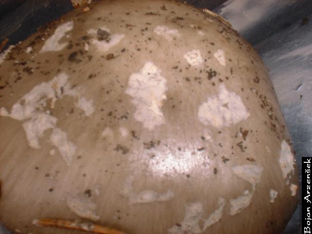 Amanita spissa var. excelsa