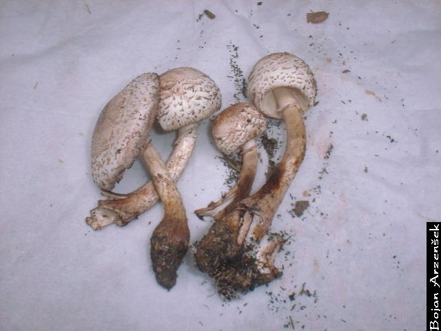 Leucoagaricus sp.