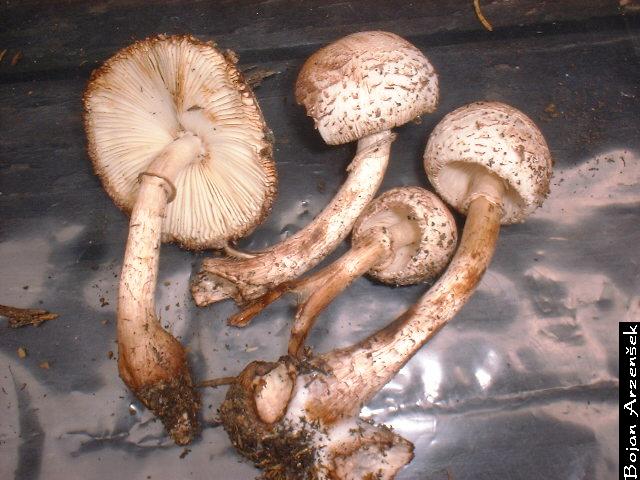 Leucoagaricus sp.