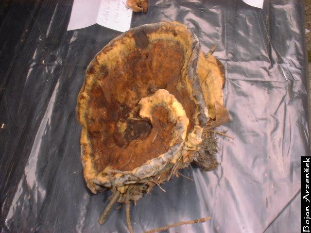 Phaeolus schweinitzii