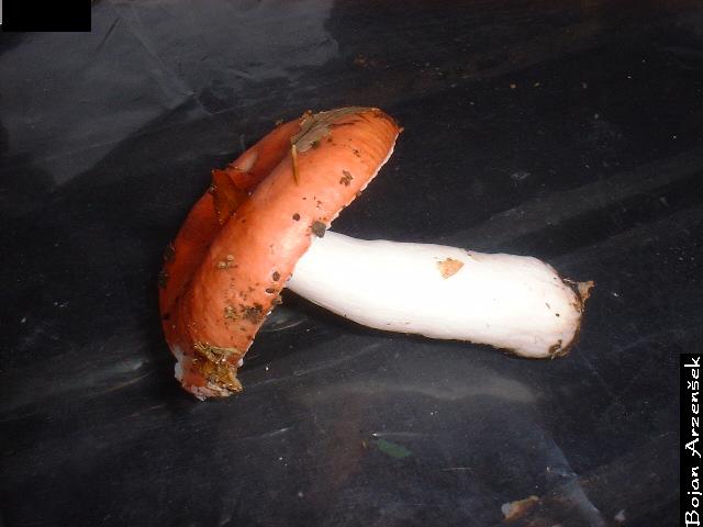 Russula emetica