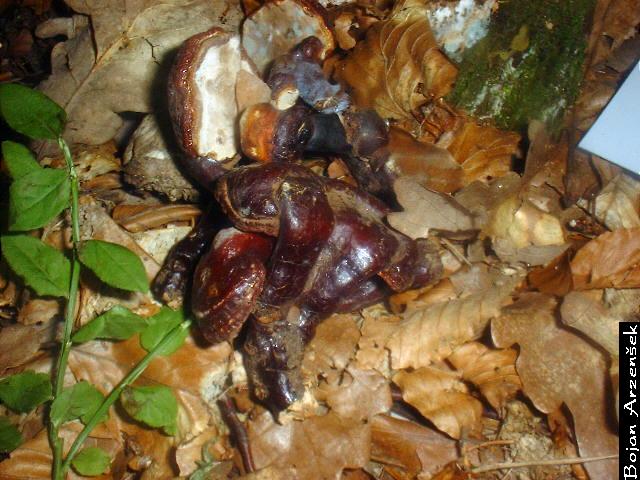 Ganoderma lucidum