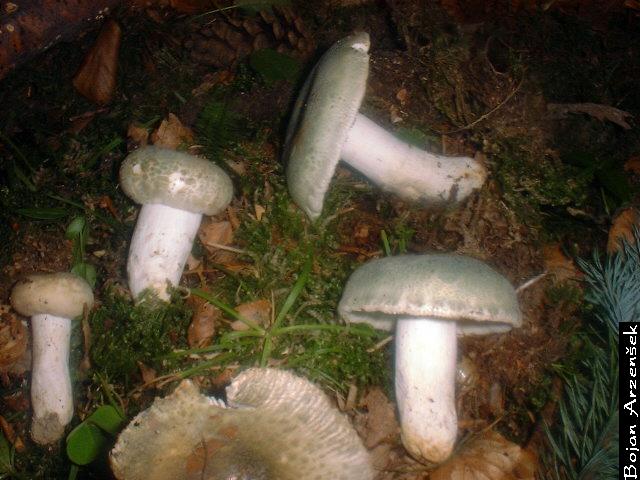 Russula virescens